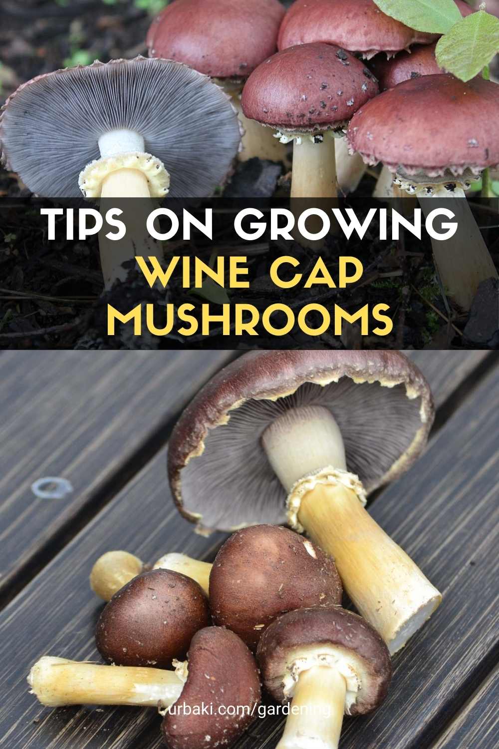 Wine Cap Mushrooms