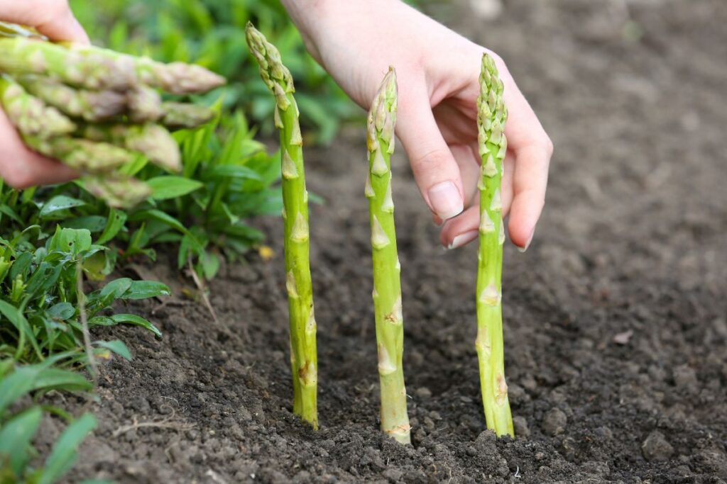 Transplant and Divide Asparagus Plants for Better Production