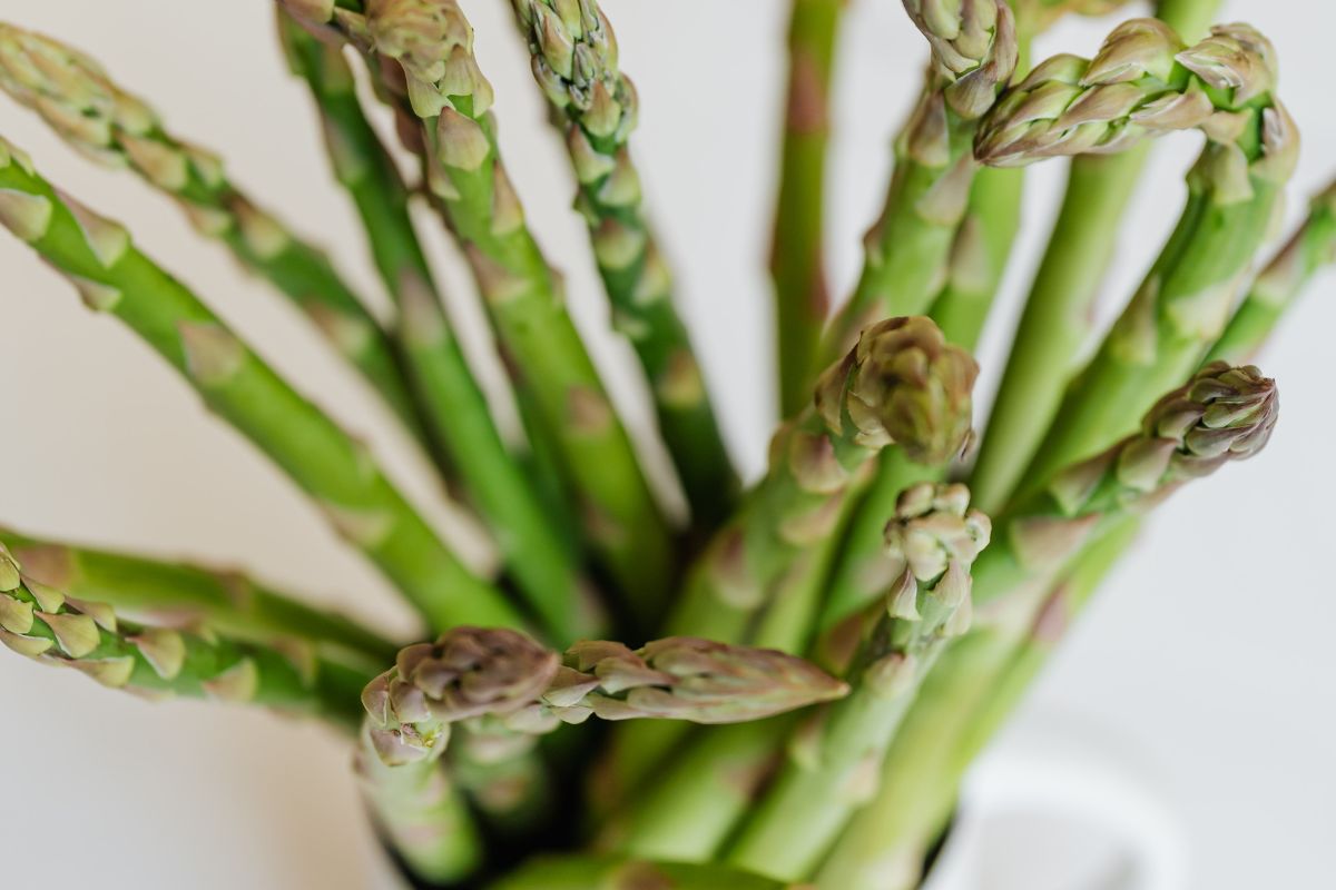 Transplant and Divide Asparagus Plants for Better Production