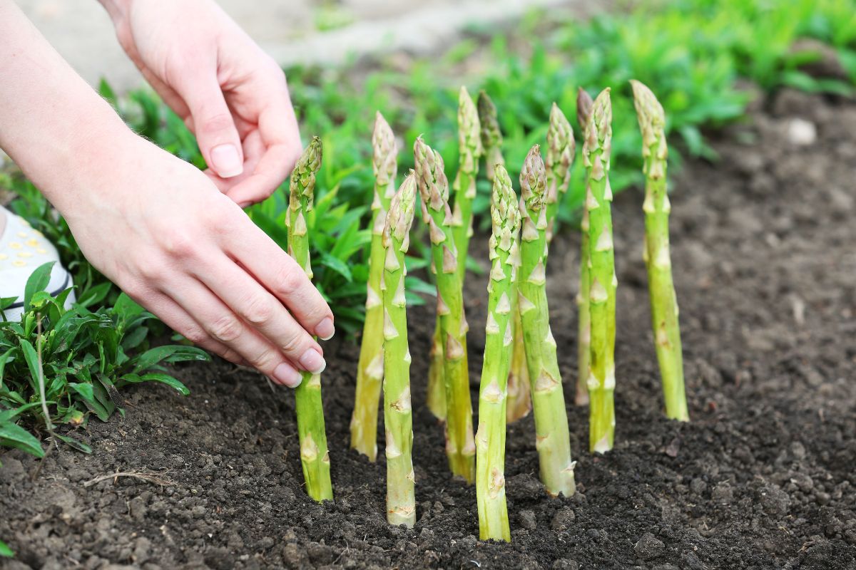 Transplant and Divide Asparagus Plants for Better Production