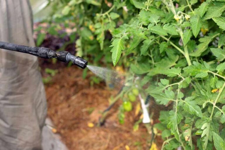 Everything You Need To Know About Vegetable Garden Pest Control