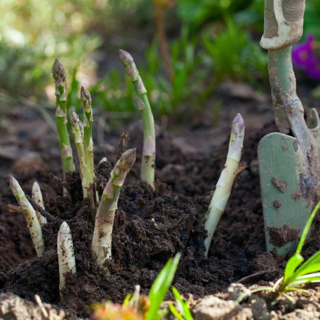 Transplant and Divide Asparagus Plants for Better Production
