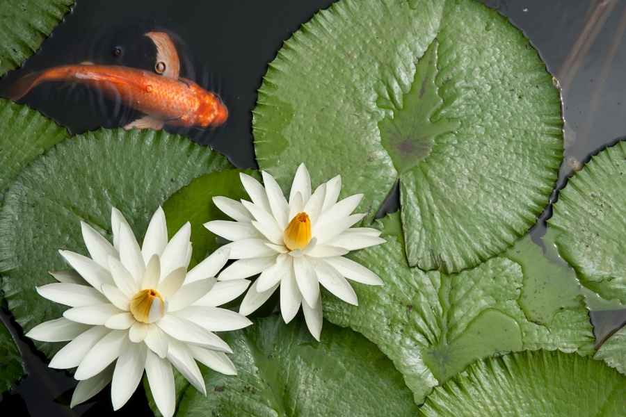 Wildlife Pond