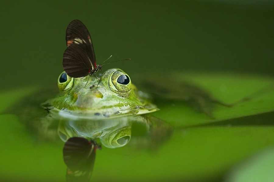 Wildlife Pond