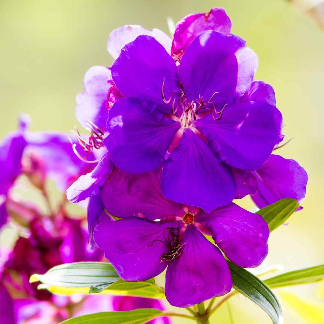 Tibouchina