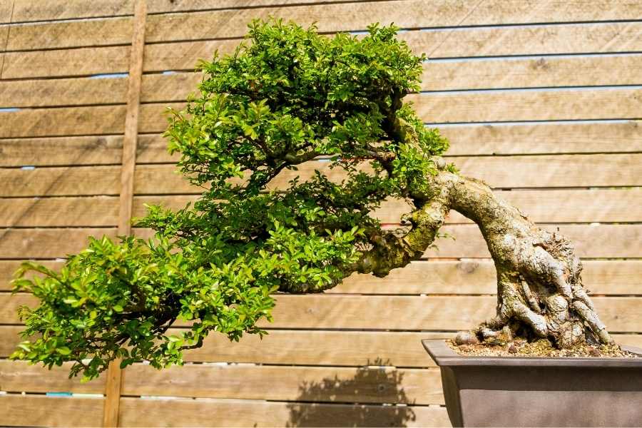 3 Best Bonsai Trees for Beginners - Which Bonsai Tree Should I Get?