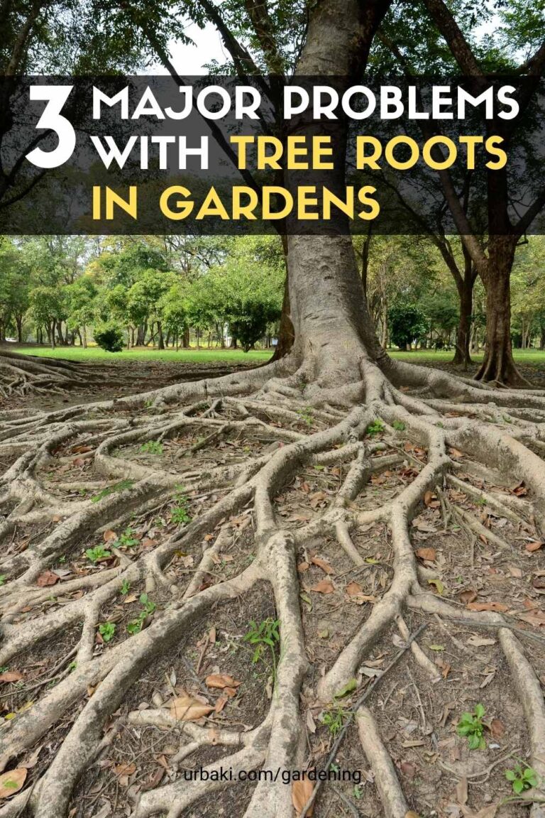 Tree With Root Problem 3 Major Problems With Tree Roots in Gardens