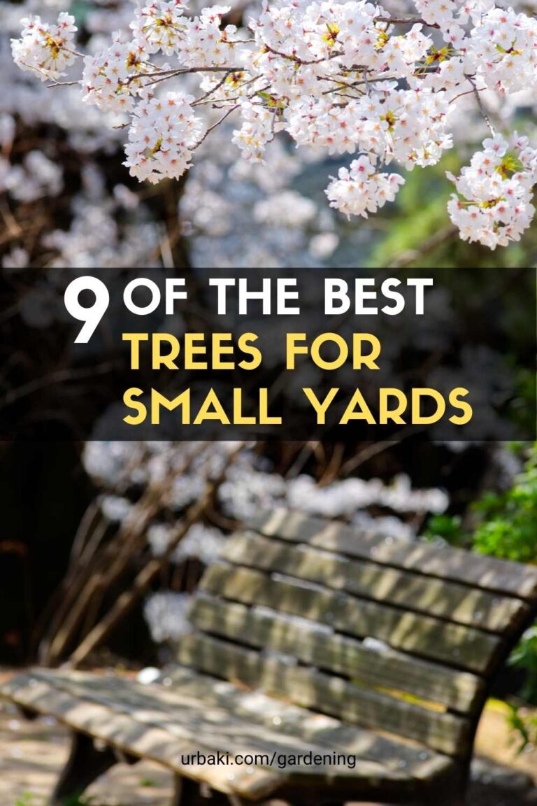9 of The Best Trees for Small Yards