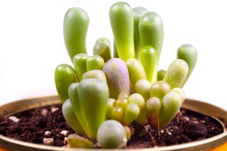 How to Grow and Care for Baby Toes Succulents