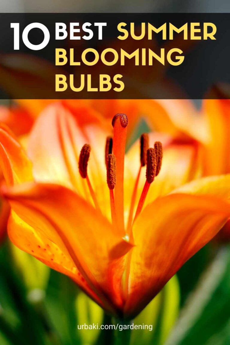 10 Best SummerBlooming Bulbs