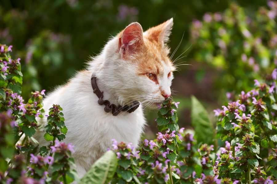 10 Ways to Keep Cats Out of Flower Beds