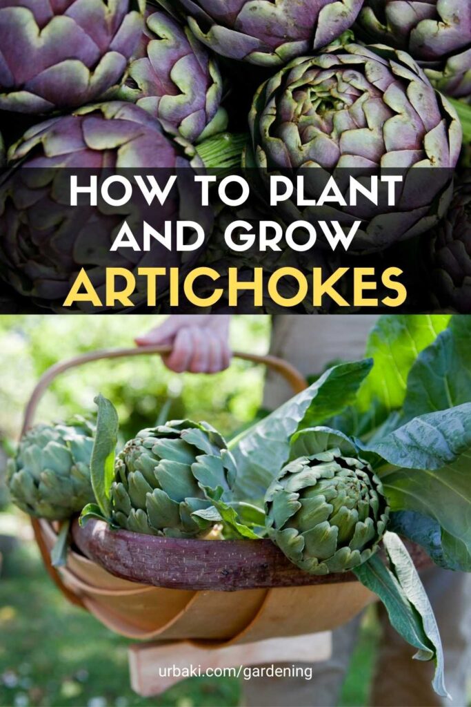 HOW to PLANT and GROW ARTICHOKES plus TIPS for growing