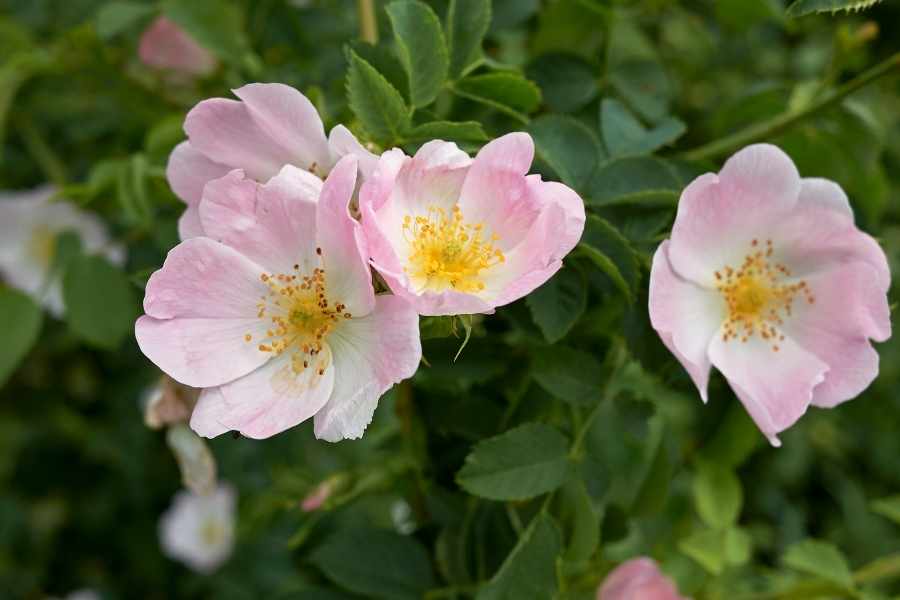 How to Grow Dog Roses (Rosa Canina)