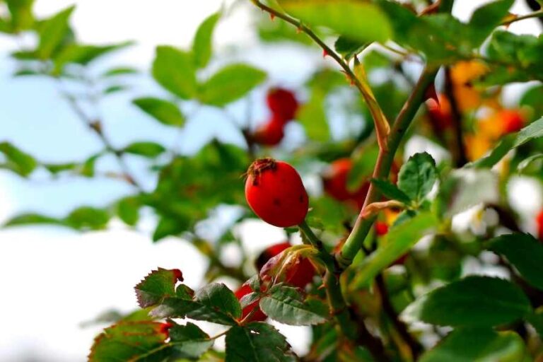 How to Grow Dog Roses (Rosa Canina)
