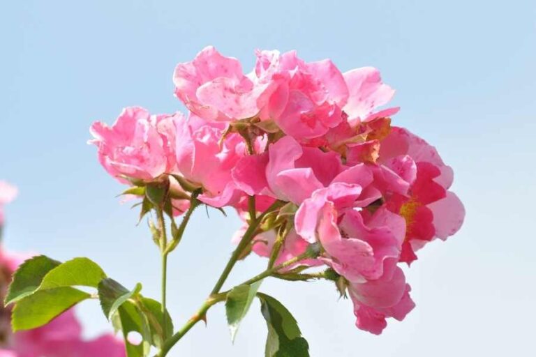 How to Grow Dog Roses (Rosa Canina)