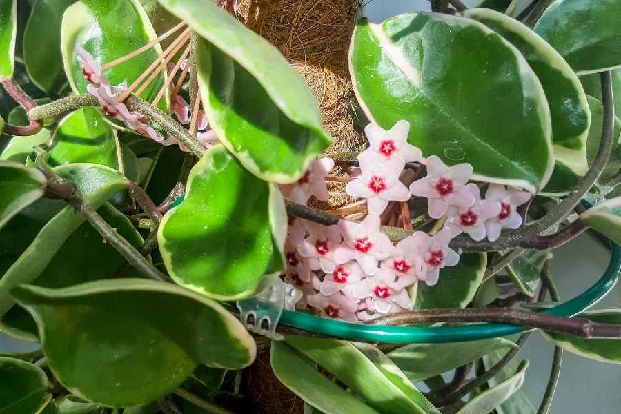 Hoya Obovata