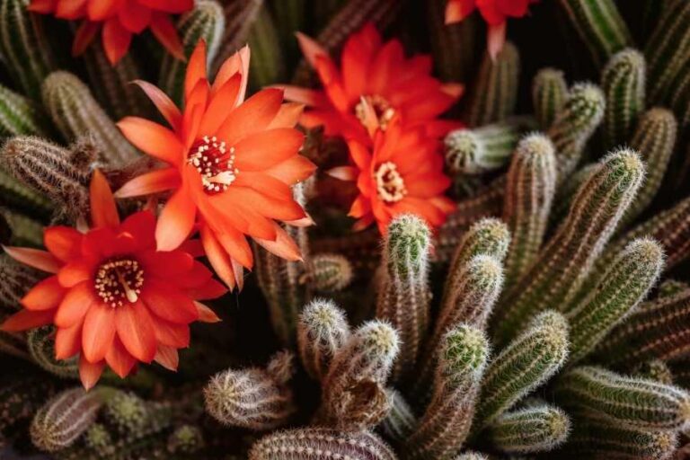 How to Grow and Care for the Peanut Cactus