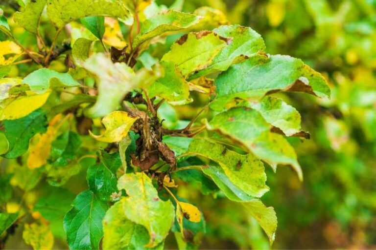 10 Reasons Why Outdoor Plant Leaves Turn Yellow