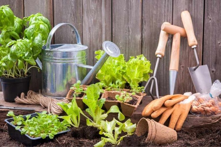 11 Easy Plants to Grow for FirstTime Gardeners