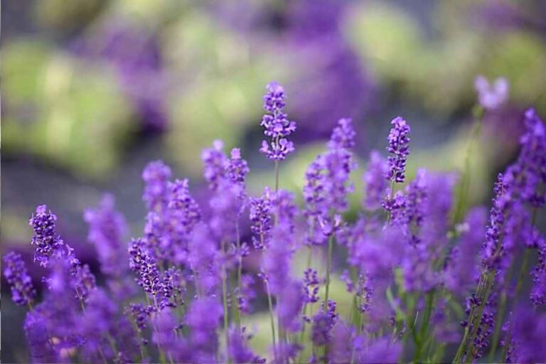 Best Perennial Herbs for Your Garden