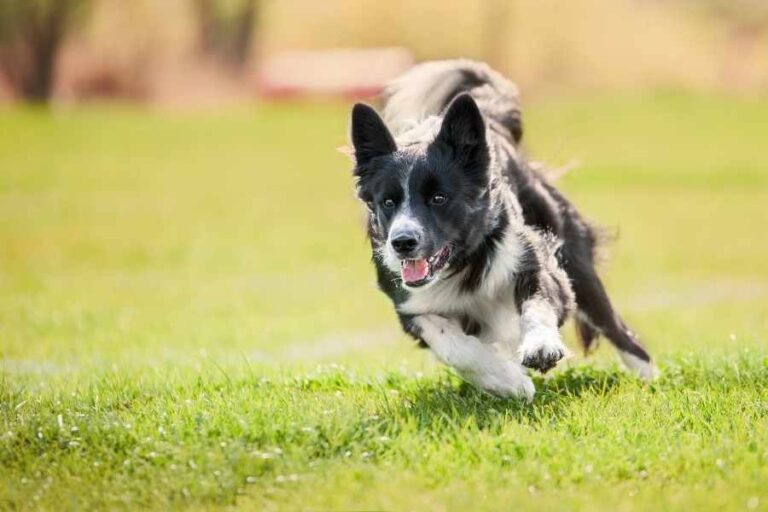 6 Best Types of Grass for Dogs
