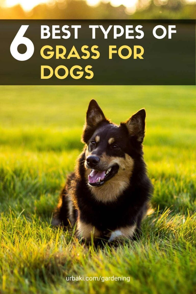6 Best Types of Grass for Dogs