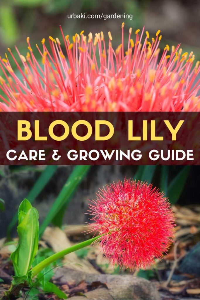 Blood Lily: Care & Growing Guide