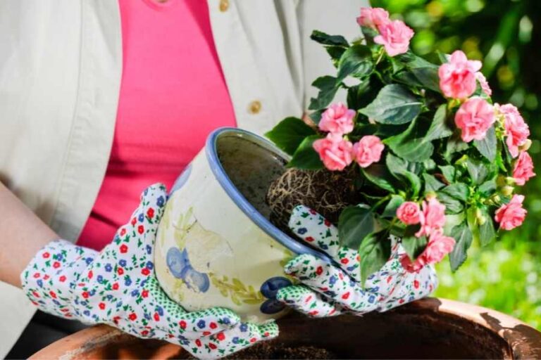 How to Grow a Successful Flower Garden