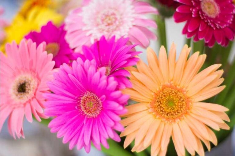 How to Grow the Beautiful Gerbera Daisies
