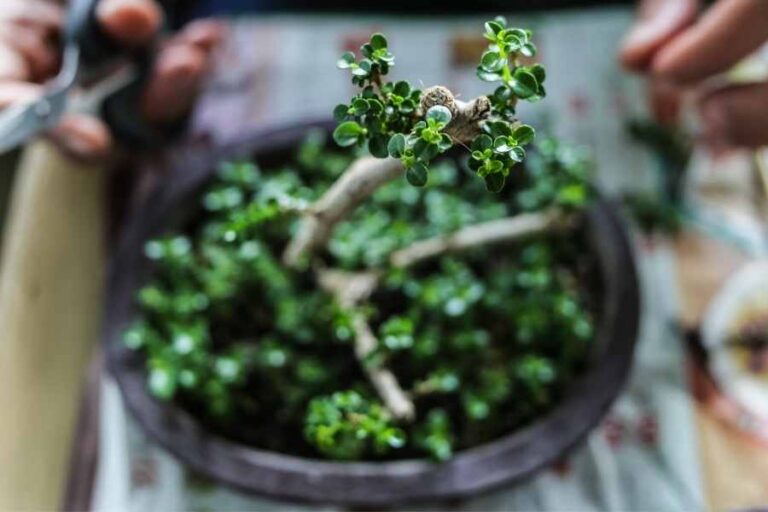 How to Trunk Chop a Bonsai Tree