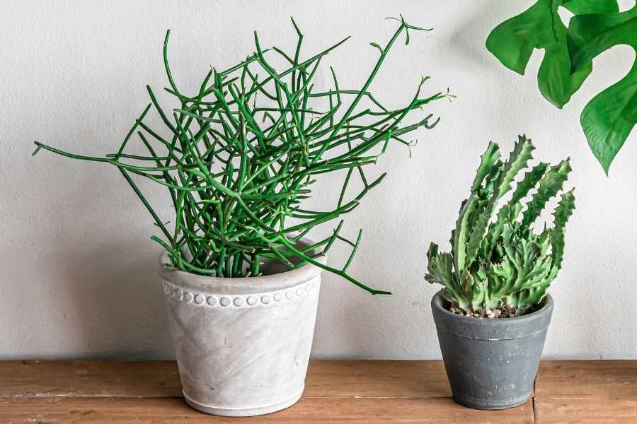 Pencil Cactus Plant Care and Growing Guide
