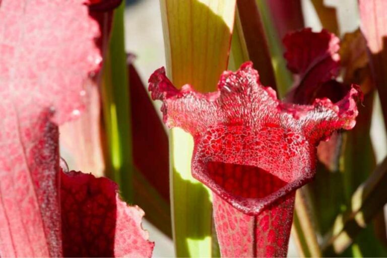 Purple Pitcher Plant Care & Growing Guide
