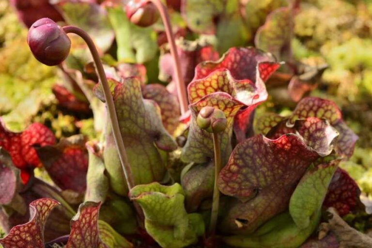 Purple Pitcher Plant Care & Growing Guide