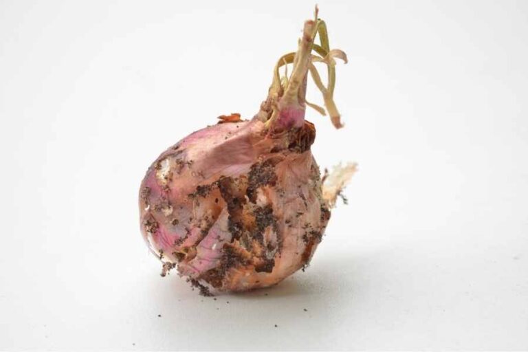 Tips For Treating Diseases Of Onion