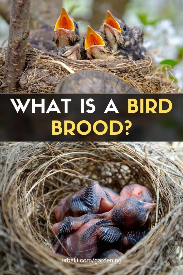 What Is a Bird Brood?