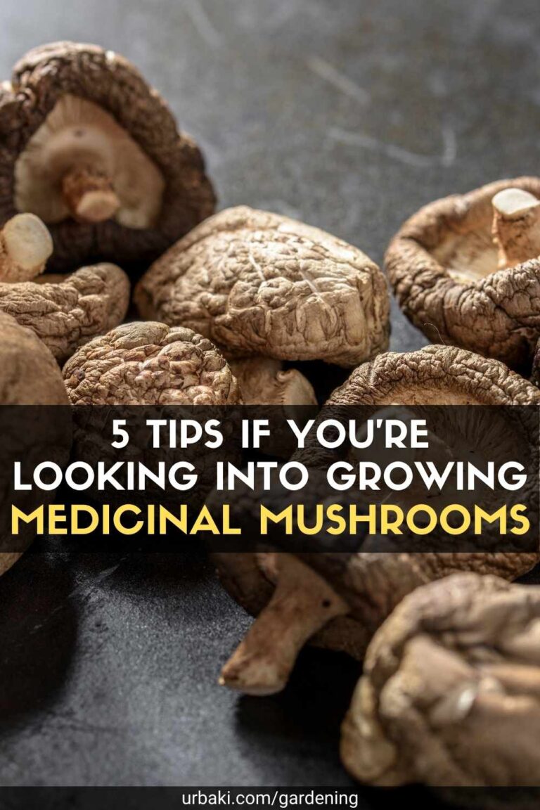 5 Tips If You Are Looking Into Growing Medicinal Mushrooms