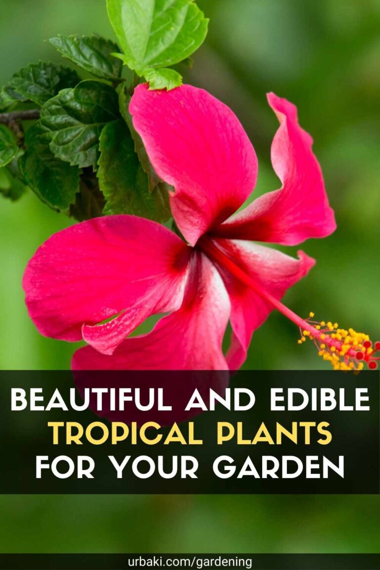 Beautiful and Edible Tropical Plants for Your Garden