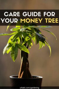 Care Guide For Your Money Tree