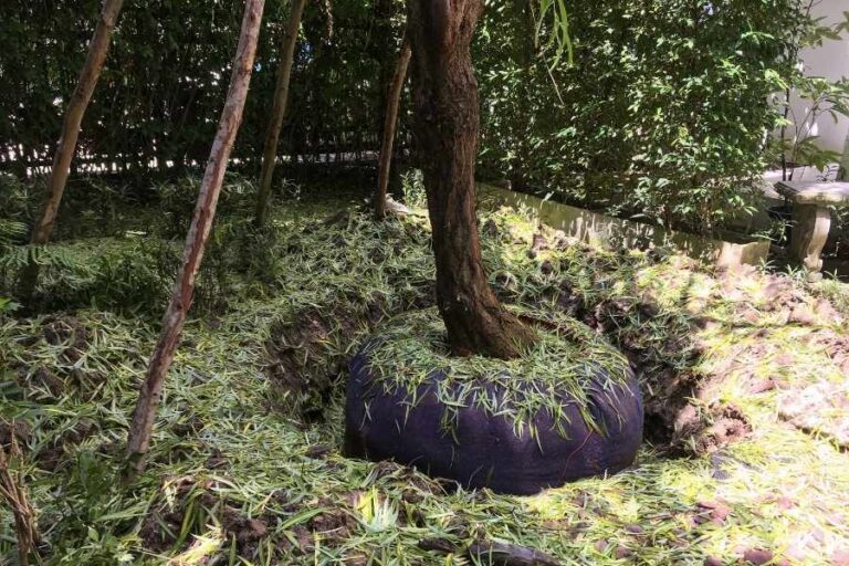 Easy Tips for Moving Trees and Shrubs