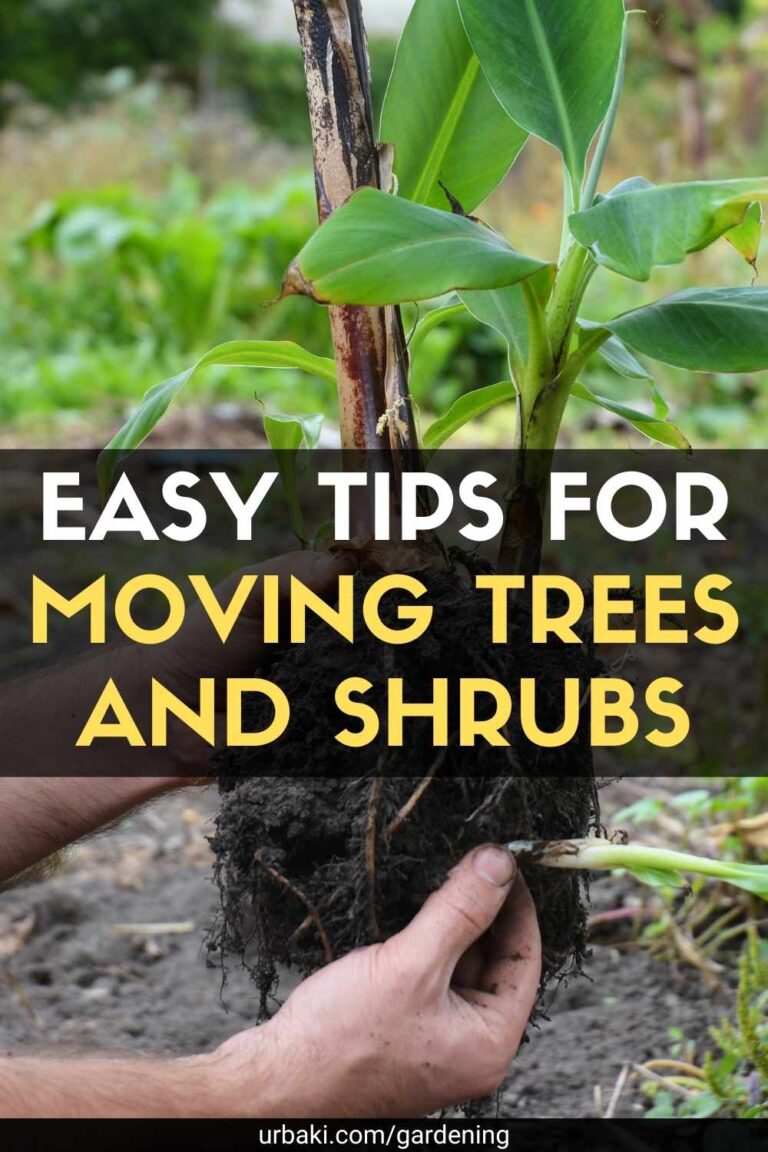 Easy Tips for Moving Trees and Shrubs