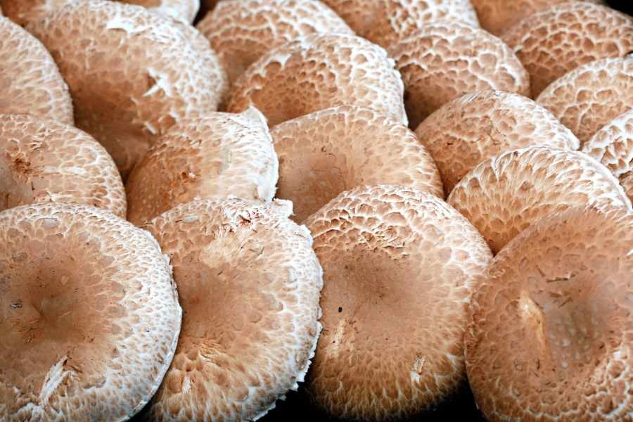 Growing Portabella Mushrooms