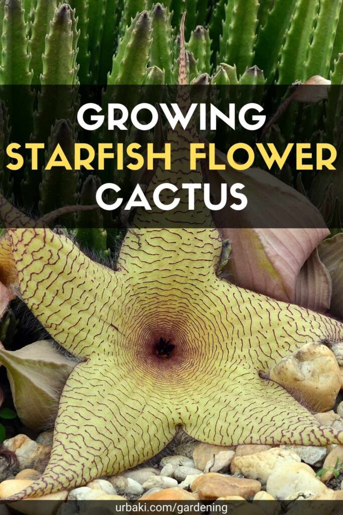 Growing Starfish Flower Cactus