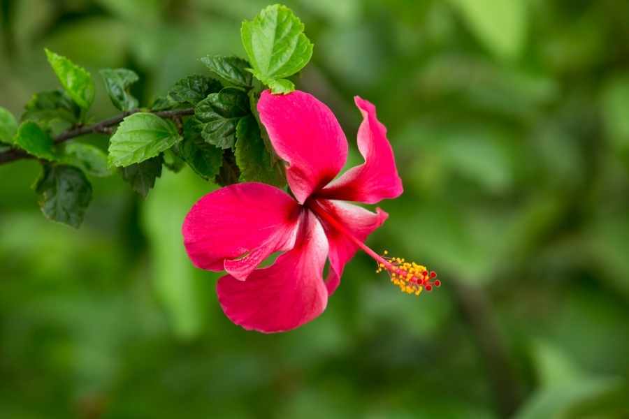 Beautiful and Edible Tropical Plants for Your Garden