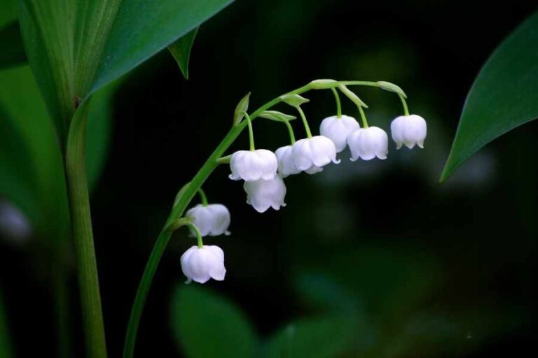 How Invasive Is Lily Of the Valley?