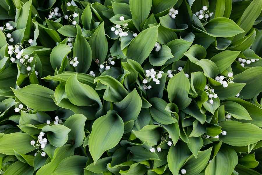 How Invasive Is Lily Of the Valley?