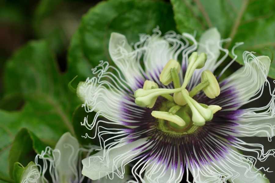 Why Passion Vine Flowers But Has No Fruit