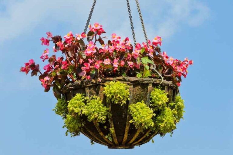 7 Best Flowers for Hanging Baskets