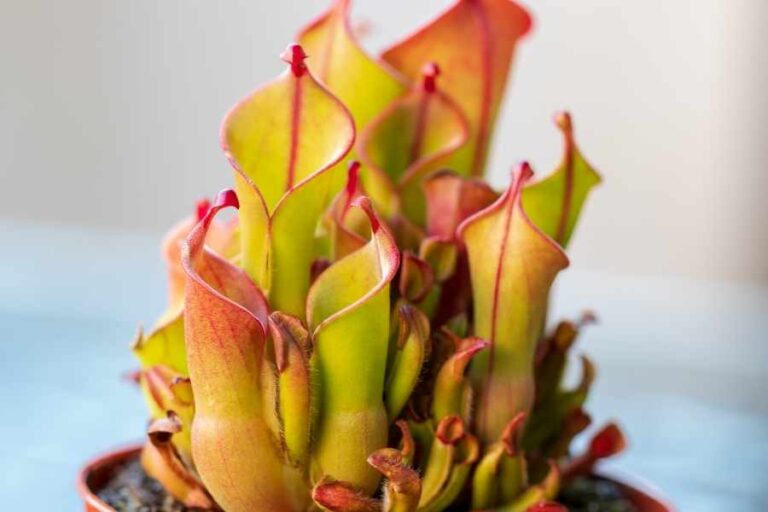 Beautiful Carnivorous Plants That Eat Bugs