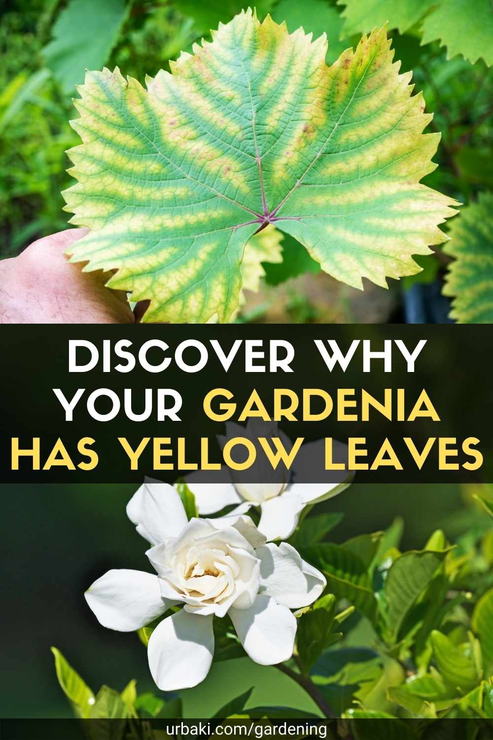 Discover Why Your Gardenia Has Yellow Leaves