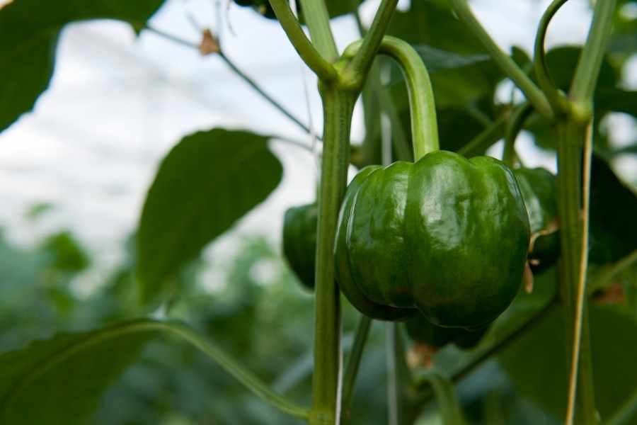 Tips For Planting Store Bought Peppers